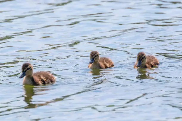 Ducklings Swimming, Mallard Duck Babies on Water Surface