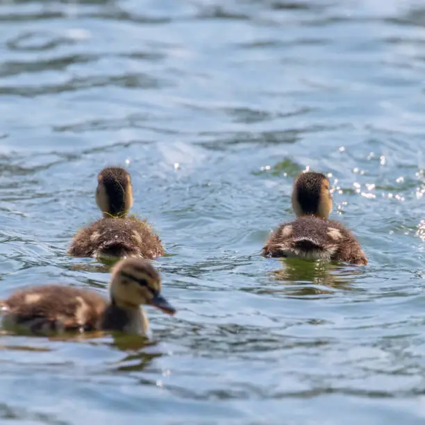 Ducklings Swimming, Mallard Duck Babies on Water Surface