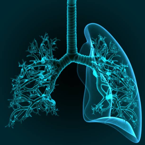 istock 3D Illustration Human Respiratory System Lungs Anatomy 1264519464