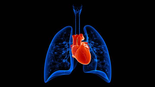 istock 3D Illustration Human Respiratory System Anatomy (Lungs with Heart) 1264519895