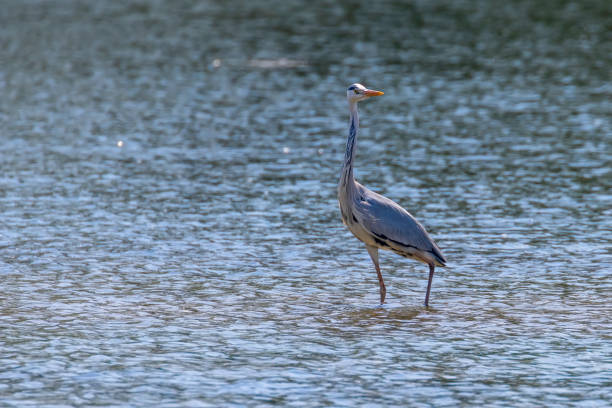 istock The Hunting Grey Heron (Ardea cinerea) Grey Heron Water 1264519924