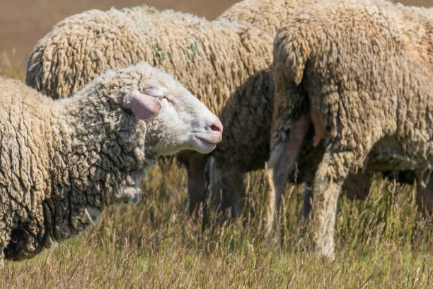 istock Flock of Sheep, Sheep on Field 1264521760