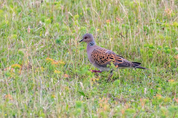 istock Turtle Dove, European Turtle Dove (Streptopelia turtur) 1264521834
