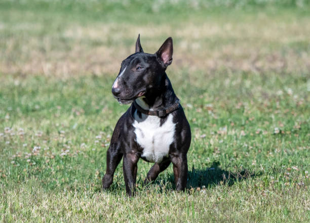 istock Brindle miniature bull terrier posing in the grass 1264521925