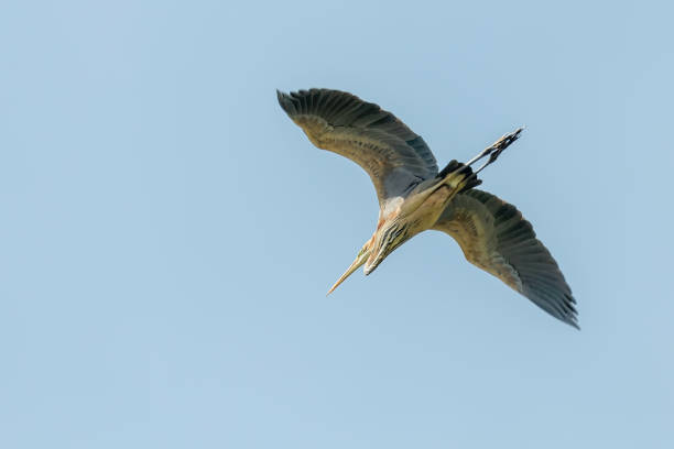 istock Purple Heron in Flight Blue Sky (Ardea cinerea) 1264521980