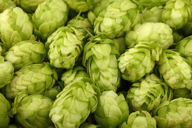 istock Close up background of fresh green beer hops 1264522039