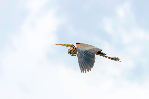 istock Purple Heron in Flight Blue Sky (Ardea cinerea) 1264522148