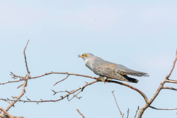 istock Common Cuckoo (Cuculus canorus) Cuckoo Sitting on Branch 1264523096