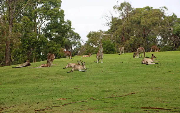 Photo of Kangaroo mob on the hill