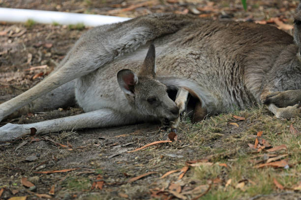 istock Baby Kangaroo in the pouch 1264524161