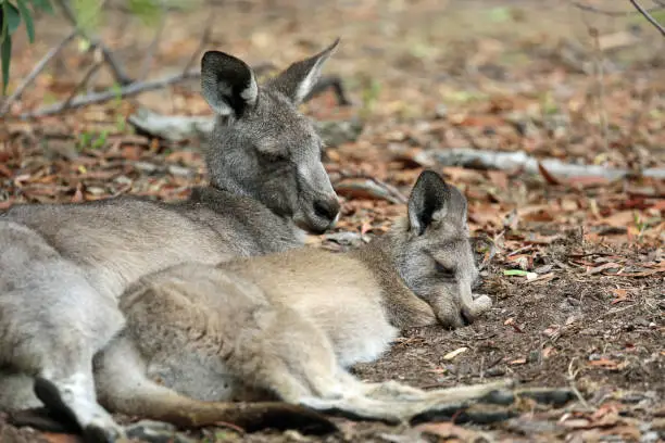 Photo of Relax in Kangaroo family