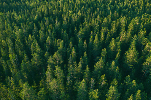 Drone view of a green spruce tree forest in the Dalarna region of Sweden.