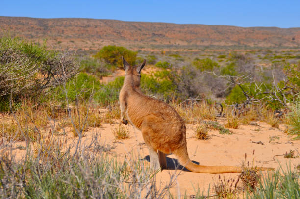 istock A red kangaroo looking across its arid habitat. Their kidneys efficiently concentrate urine to help them survive. 1264525441