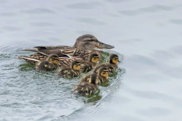 Ducklings Swimming, Mallard Duck Babies on Water Surface