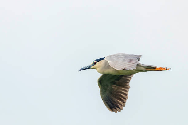 istock Black Crowned Night Heron in Fight Blue Sky (Nycticorax nycticorax) 1264527003
