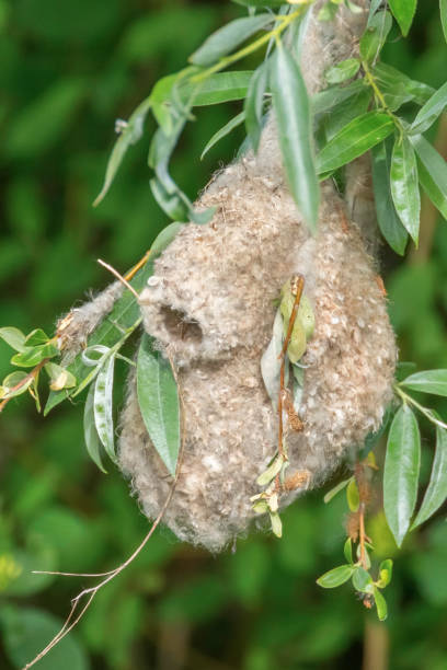 istock Eurasian Penduline Tit Nest (Remiz pendulinus) 1264527023