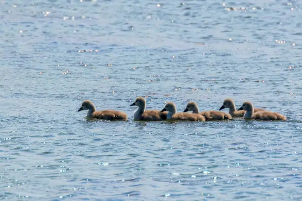 Swan Babies, Cygnus Olor, Cute Swan Baby