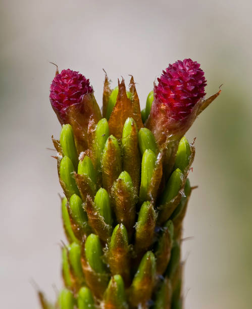 cono femminile del pino setolegno; pinus longaeva, antica foresta di bristlecone; foresta nazionale di inyo, white mountains of california - bristlecone pine foto e immagini stock