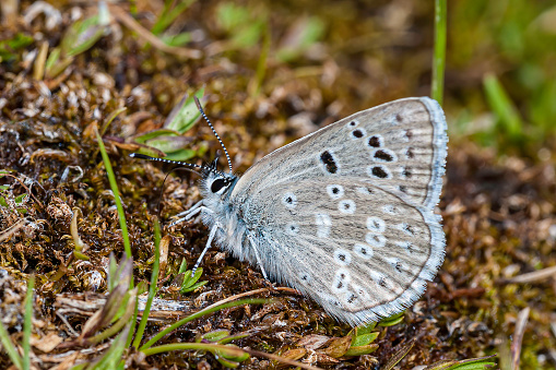 Arrowhead Blue Butterfly, Glaucopsyche piasus, White Mountains, Ancient Bristlecone Pine Forest, Inyo National Forest, California