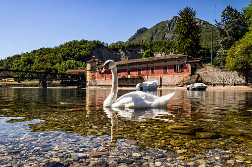 Swan with the Viscontea Island of Lecco in background