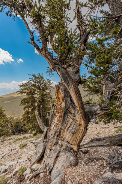 istock Pine Alpha, the first tree dated to over 4000 years old and still alive - note all the holes from the testing of the tree-ring dating.  Bristlecone Pine Tree, Pinus longaeva, White Mountains of California, Some of the oldest living trees, Inyo National Fo 1264528333