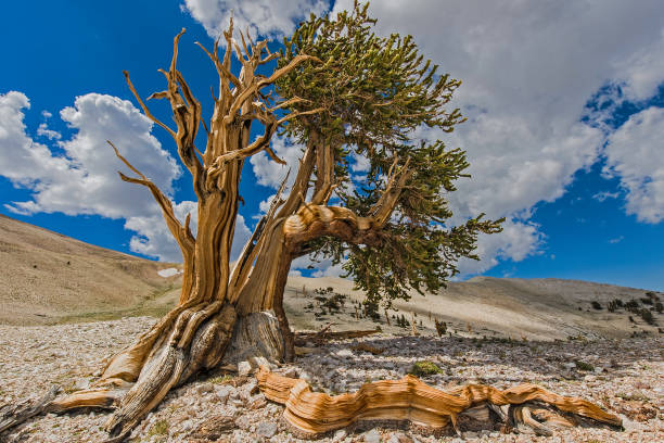 bristlecone pine tree, pinus longaeva, white mountains of california, einige der ältesten lebenden bäume, inyo nf, ancient bristlecone forest, kalifornien; schulman grove. - bristlecone pine pine tree tree forest stock-fotos und bilder