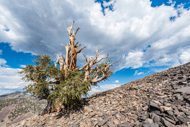 bristlecone pine tree, pinus longaeva, white mountains of california, einige der ältesten lebenden bäume, inyo nf, ancient bristlecone forest, kalifornien; schulman grove. - bristlecone pine pine tree tree forest stock-fotos und bilder