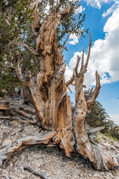 istock Pine Alpha, the first tree dated to over 4000 years old and still alive - note all the holes from the testing of the tree-ring dating.  Bristlecone Pine Tree, Pinus longaeva, White Mountains of California, Some of the oldest living trees, Inyo National Fo 1264528406