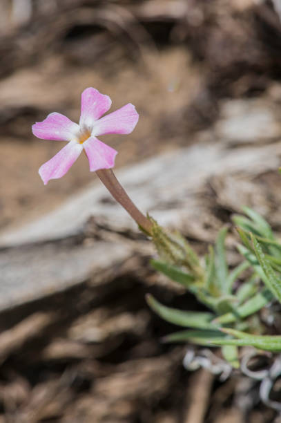 istock Phlox condensata, Cushion Phlox,  dwarf phlox. Ancient Bristlecone Pine Forest; Inyo National Forest, White Mountains, California. Polemoniaceae. 1264528443