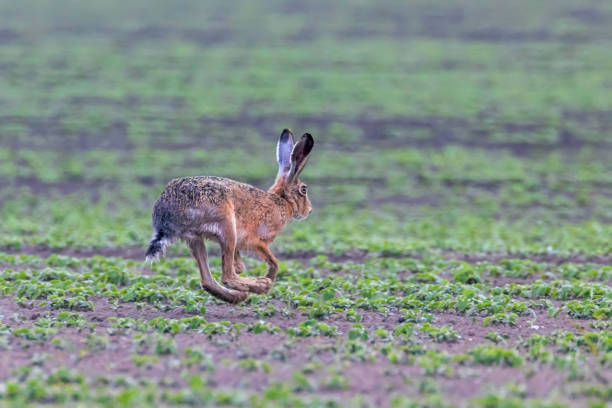 istock European Brown Hare (Lepus europeaus) running in field 1264528469