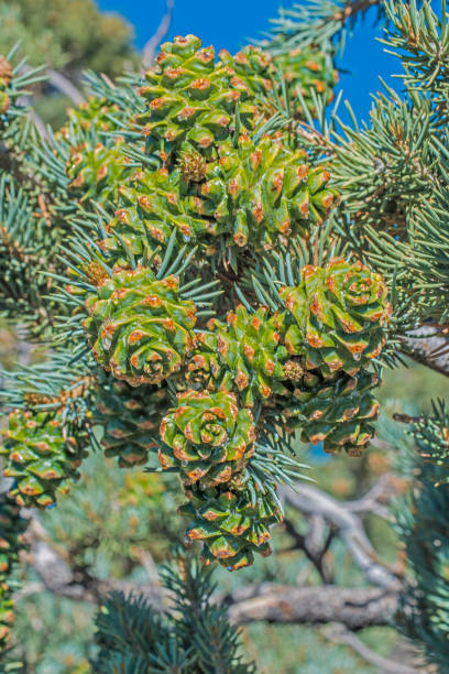 istock Young Pinyon Pine cones, Pinus monophylla,  Ancient Bristlecone Forest; Inyo National Forest, California Ancient Bristlecone Forest; Inyo National Forest 1264528476