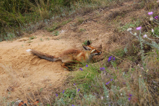 istock Wild fox sits near its burrow 1264528635