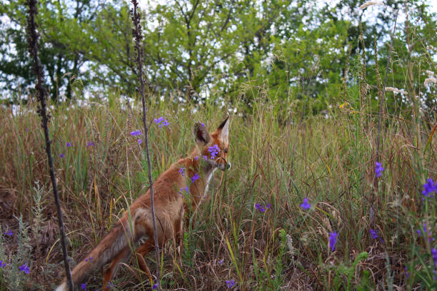 istock Wild fox stands in the grass and flowers 1264528645