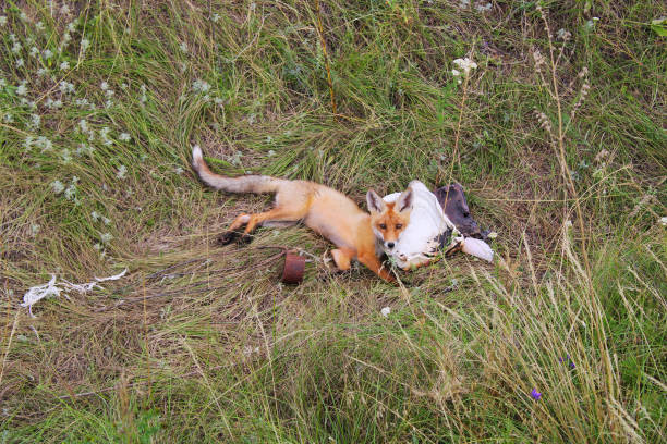 A young fox cub lies in a ravine next to household waste and looks at the camera