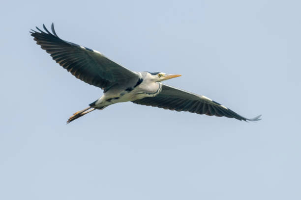 istock Grey Heron Flight (ardea herodias) Grey Headed Heron Flying Blue Sky 1264529616