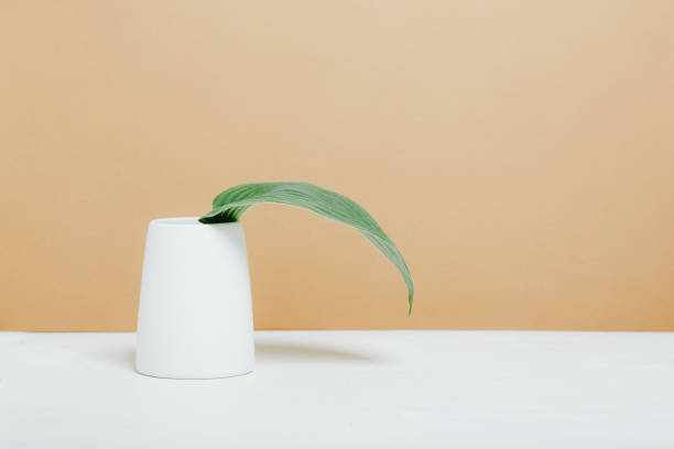 istock Leaf of the plant in a vase 1264530951