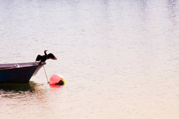 istock Mooring boat and cormorant drying at dusk 1264531020