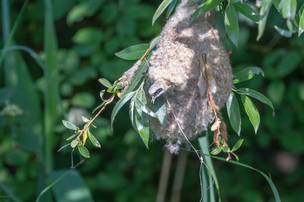 istock Eurasian Penduline Tit in Nest (Remiz pendulinus) 1264531172