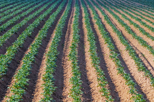 istock Potato Crops In a Row, Green Field, Potato Field 1264532079