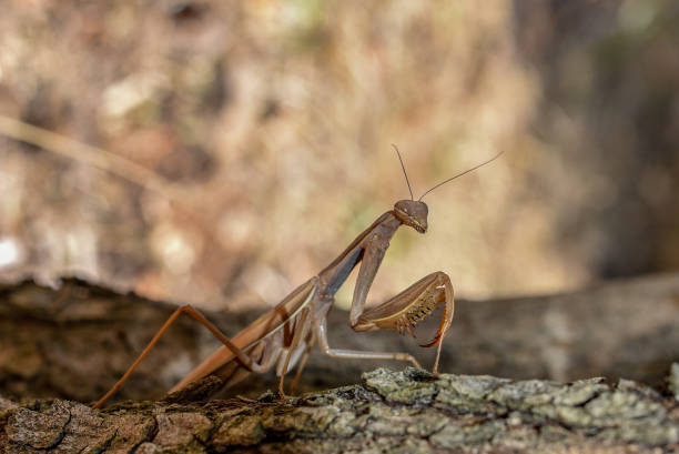 istock animals and insects 1264532510
