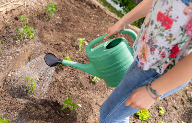 istock Woman Watering Her Vegetable Garden 1264532627