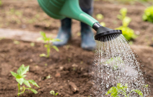 istock Woman Watering Her Vegetable Garden 1264532661