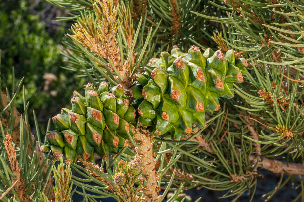 istock Young Pinyon Pine cones, Pinus monophylla,  Ancient Bristlecone Forest; Inyo National Forest, California Ancient Bristlecone Forest; Inyo National Forest 1264532695