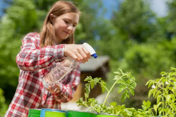 Young woman helping on garden with watering in seeding plants.