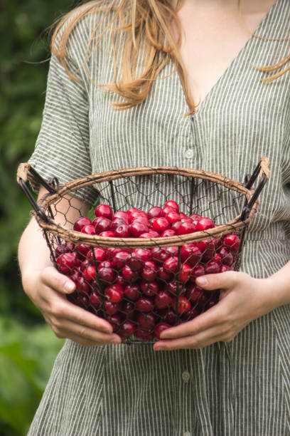 istock Cherry harvest in the cottage garden 1264532794