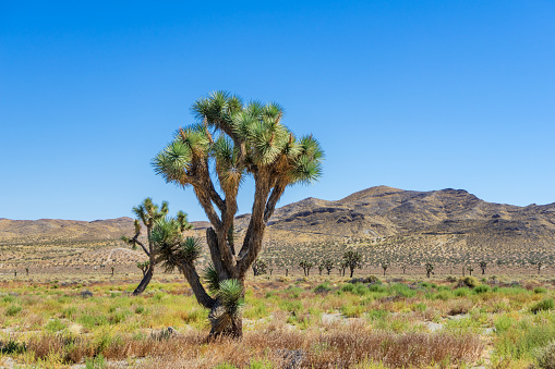 Joshua Tree in a field of desert plants in the Mojave Desert with mountains