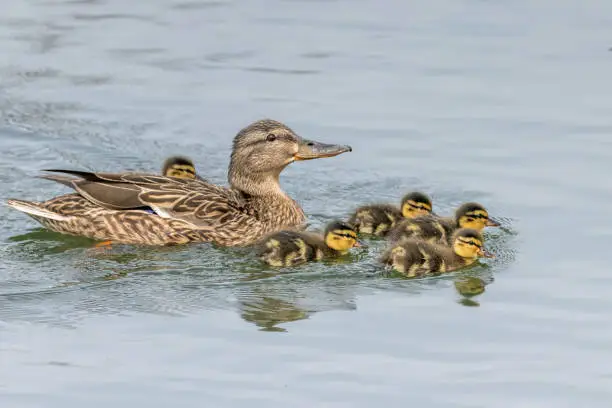 Ducklings Swimming, Mallard Duck Babies on Water Surface