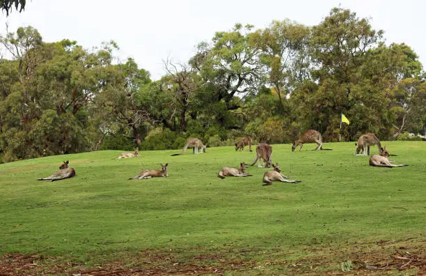 Photo of Kangaroo mob on golf course