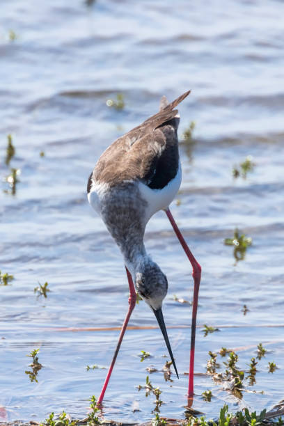 istock Black Winged Stilt in Water (Himantopus himantopus) Wader Bird Stilt 1264535316
