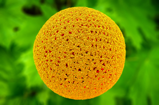 Closeup flower pollen grain particles for use for allergy background 3D illustration